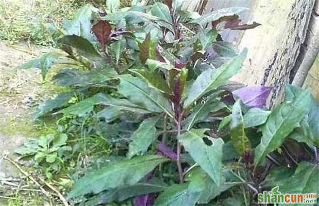紫背菜种植技术