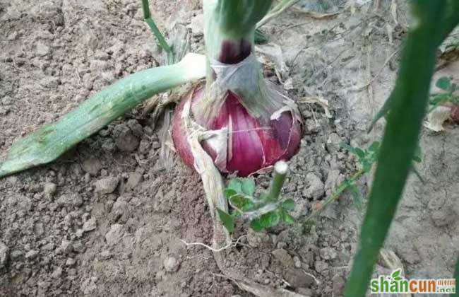 洋葱种子种植方法