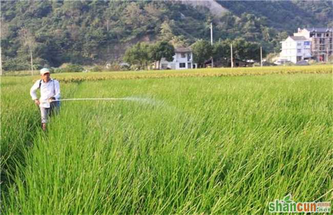 荸荠 田间管理 要点