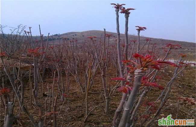 香椿 田间管理 要点