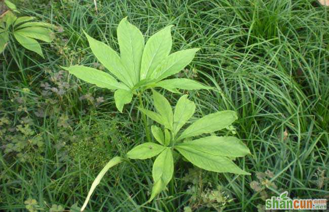 半夏的种植前景及市场现状