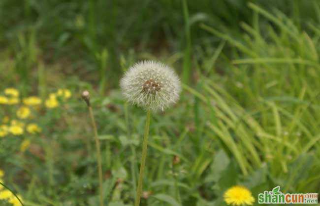 蒲公英的特点