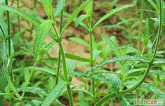 柳叶马鞭草种植技术