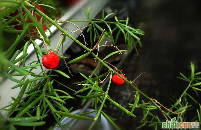 天门冬种植技术