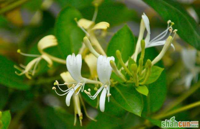 金银花种植条件