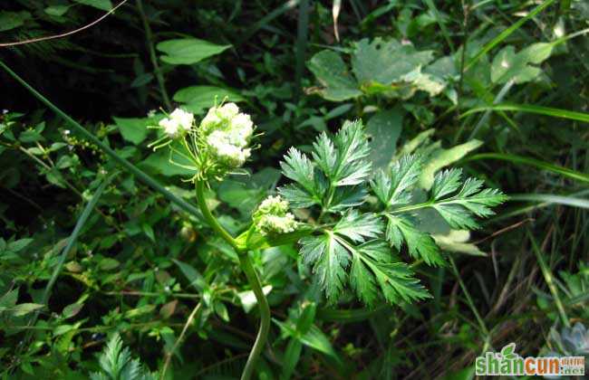 川芎种植技术