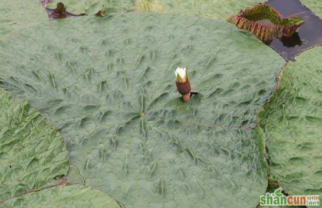 芡实种植技术