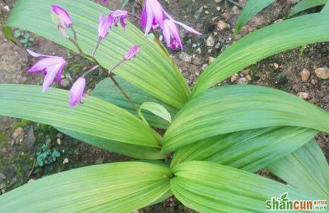 白芨种植成本和利润