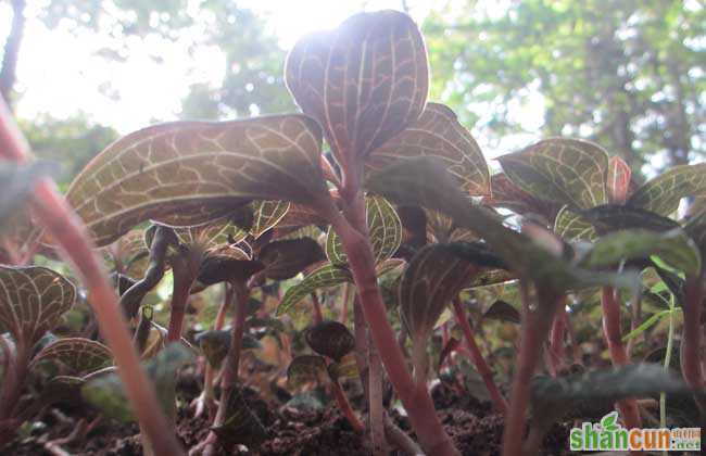 金线莲种植