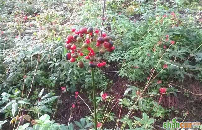 竹节参的种植技术