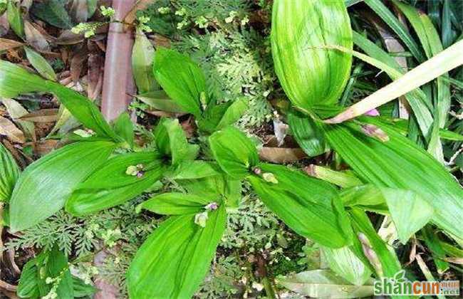 竹节参的种植技术