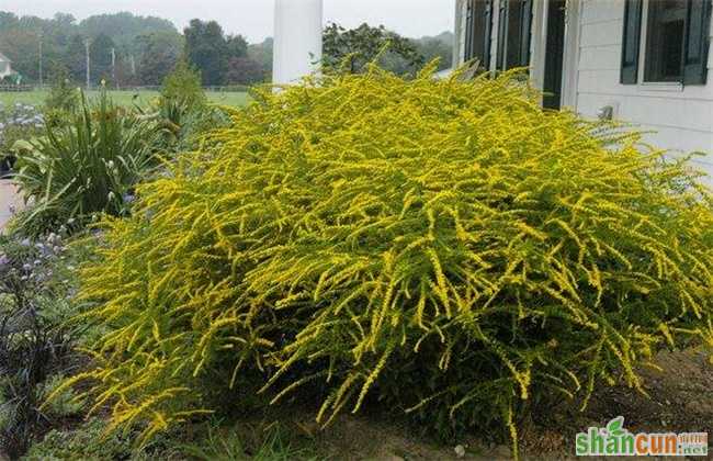 一枝黄花常见病虫害的防治方法