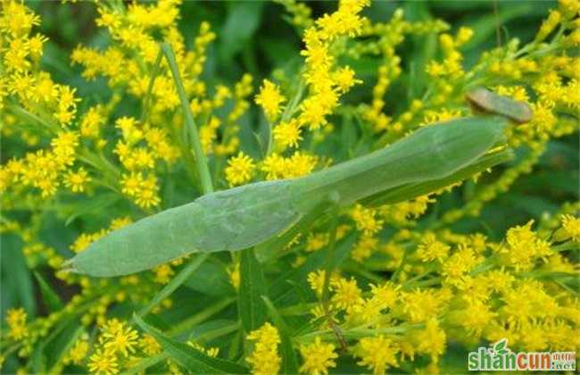 一枝黄花常见病虫害的防治方法