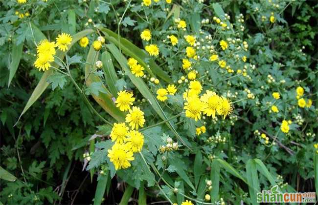 野菊花 种植 技术