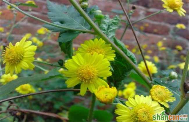 野菊花 种植 技术