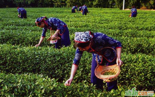 茶叶的采摘技术