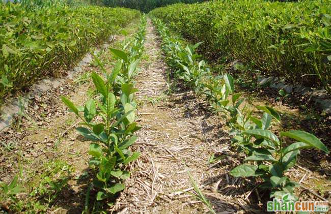 提高茶苗移栽成活率的办法