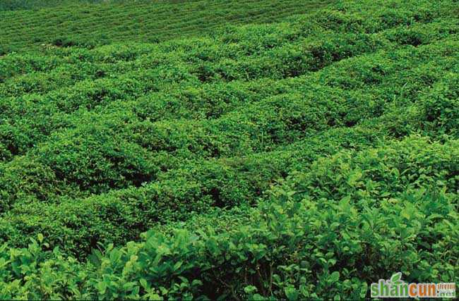 茶树越冬病虫害防治方法