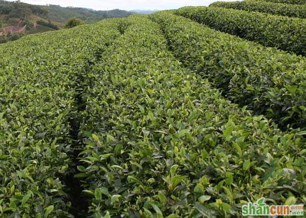 苦丁茶高产栽培技术