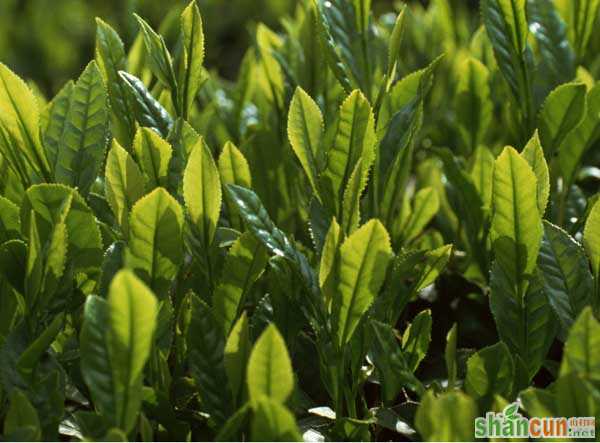 苦丁茶种植常见病虫害的防治技术