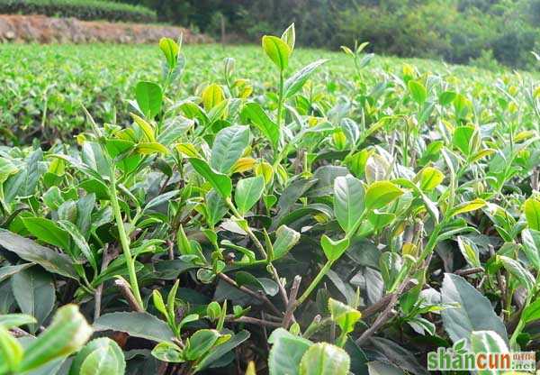 茶树栽植的茶籽直播和茶苗移栽技术