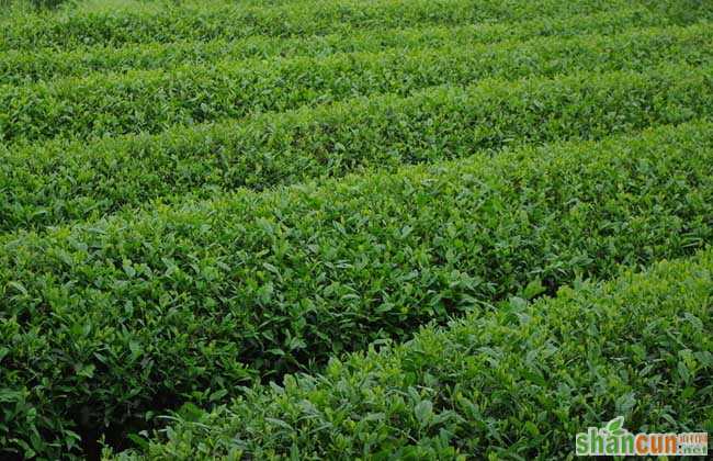 矮化密植茶园的种植管理技术