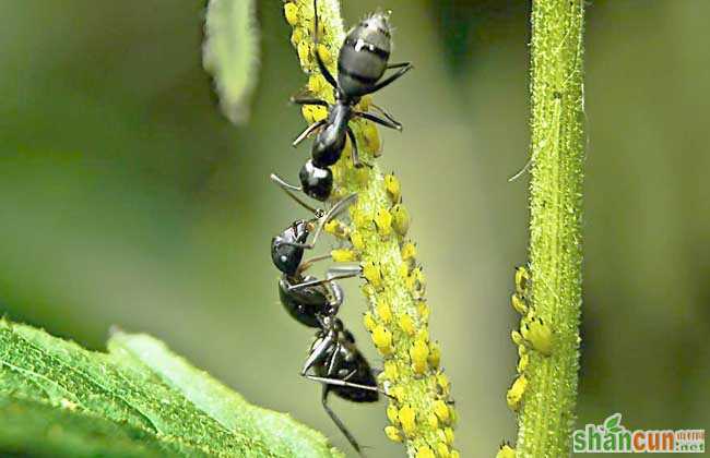 黑蚂蚁的营养价值