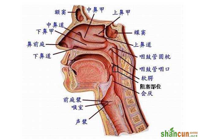 打鼾的原因及危害