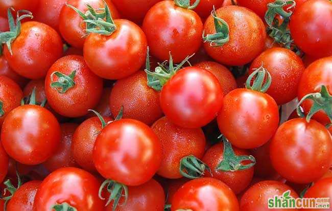 西红柿的营养价值及作用功效