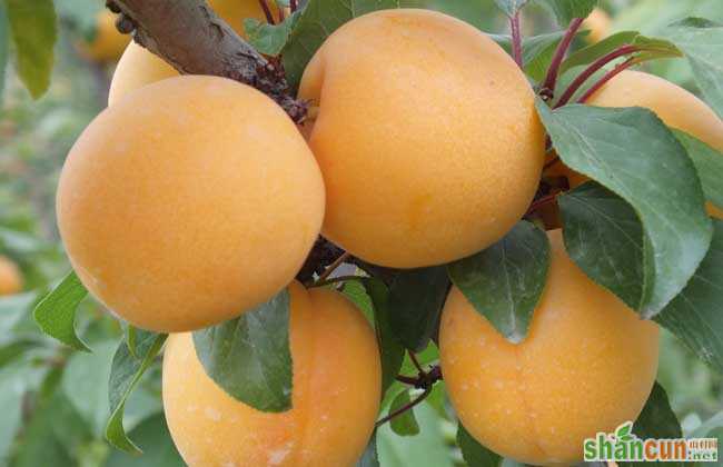 孕妇能吃杏吗