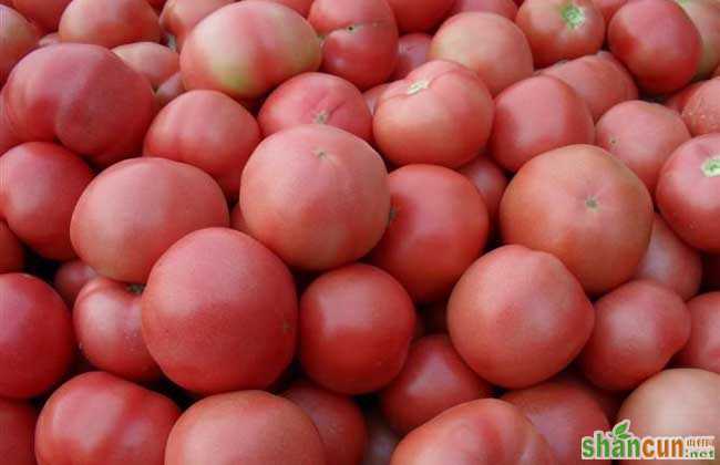西红柿能生吃吗