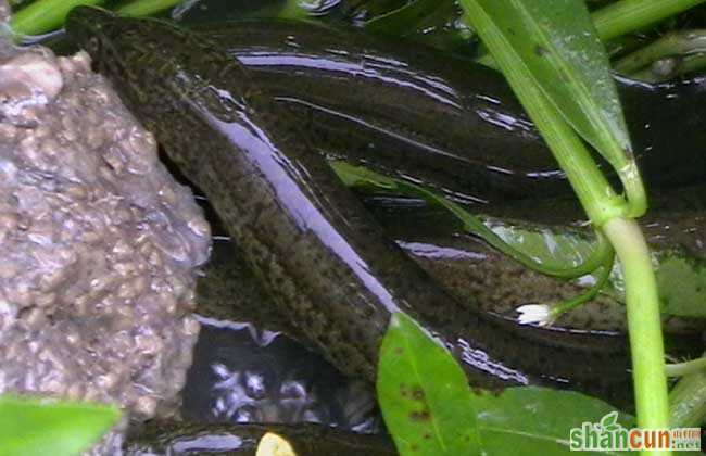 黄鳝死了还能吃吗