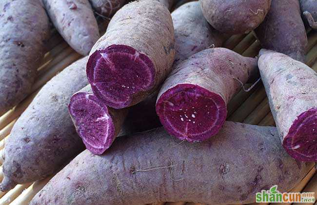 紫薯发芽