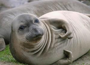 　　动物保护组织呼吁中国对海豹产品说不