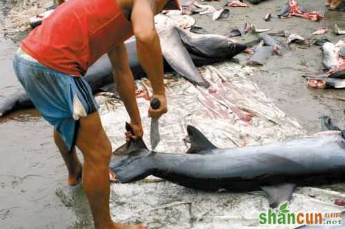 　　越来越多的中国人反对吃鱼翅，拯救鲨鱼