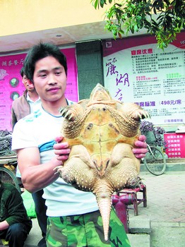 　　8公斤重鳄鱼龟惊现长沙鱼市