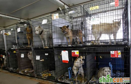 日本保护组织对宠物进入核辐射拯救动物