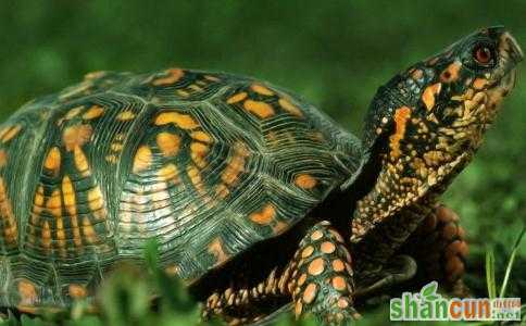 巴西龟能放生吗？巴西龟放生哪里比较好？