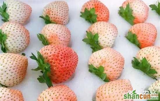 小白草莓