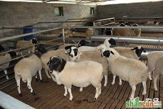 引进羊种时需要注意些什么？这几点要看好