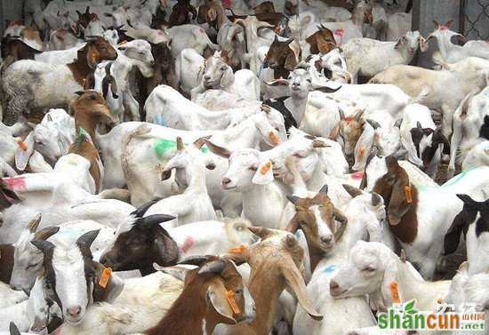 如何增加羊的食量 提高其生长速度？