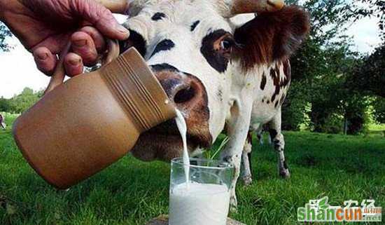 葡萄酒废料养奶牛 提高牛奶产量还能减少甲烷排放