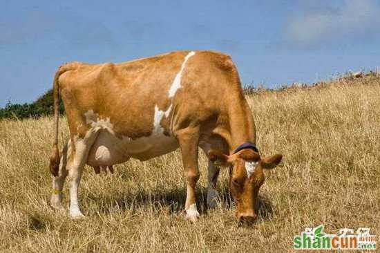 如何提高母牛的受胎率？一定要做好饲养和环境管理