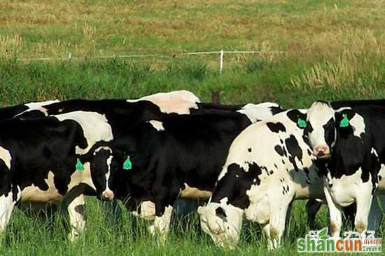 奶牛缺钙有哪些症状？如何进行防治