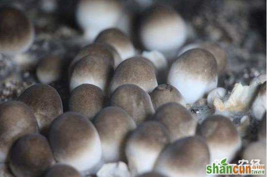 种植蘑菇时如何追肥？这几种方法要学会
