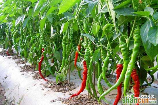 温室种植辣椒如何科学施肥？