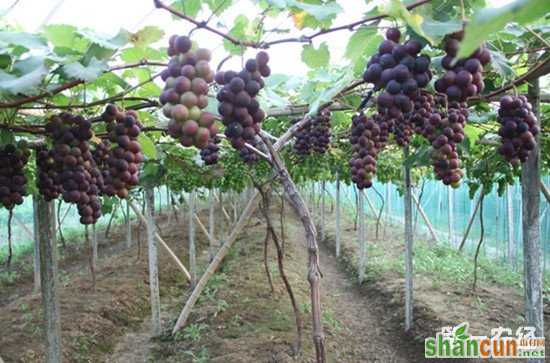 种植葡萄时常见的疾病防治方法