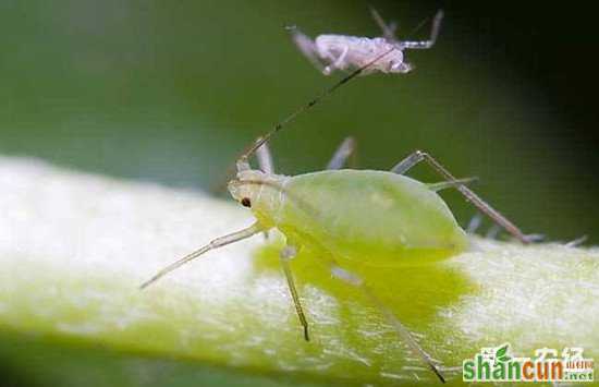 如何防止绵蚜虫危害果树？这七个措施一定要做好