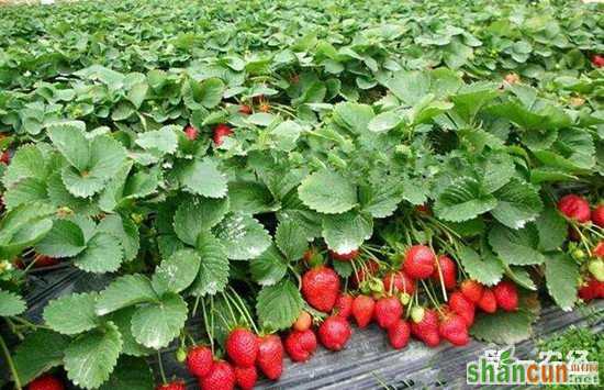 种植草莓时常见的疾病有哪些？如何进行防治
