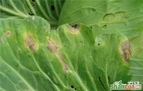 花椰菜叶片上出现黑斑是什么病？花椰菜黑斑疡的防治方法
